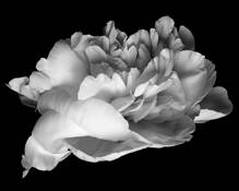 Peony