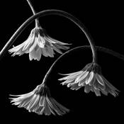 Three_daisies