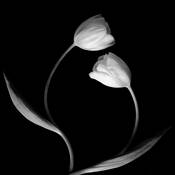 Two_curved__tulips