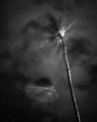 Palms_of_hapuna