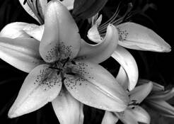 Day_lily