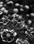 Field_of_marigolds
