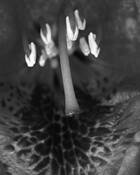 Azalea_pistil