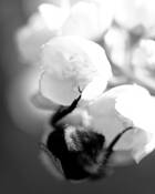 Bee_worker