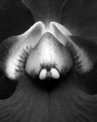 Elephant_orchid