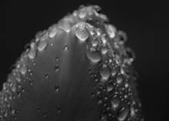 Droplets_on_tulip