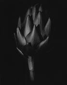 Artichoke