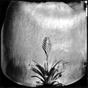 Bromiliad