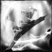 Callas