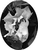 A_flower_at_sea