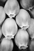 Grape_hyacinth
