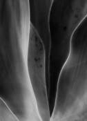 Aloe_5