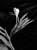 Ginger_blossom