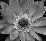 Lily_pond_10