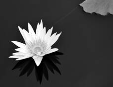 Lily_pond_2