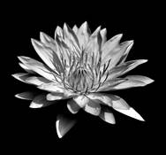 Lily_pond_3