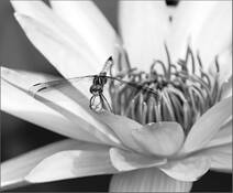 Lily_pond_4