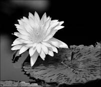 Lily_pond_5