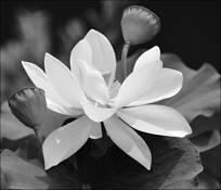 Lily_pond_6