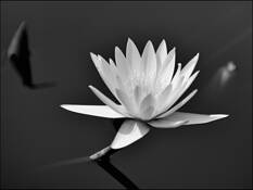 Lily_pond_7