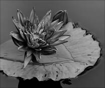 Lily_pond_8