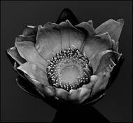 Lily_pond_9