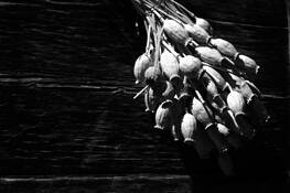 Poppyseeds_01