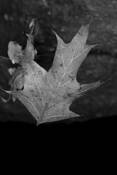 Leaf__2