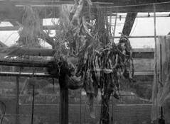 Greenhouse_01