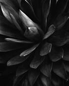 Agave_attenuata_shawii_hybrid