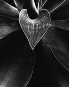 Agave_attenuata