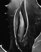 Agave_salmiana_var__ferox