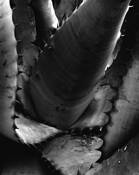 Aloe_marlothii