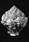 Calif_tree
