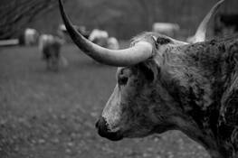 Watching_the_herd