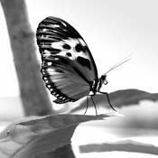 Mariposa_butterfly