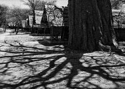 Baobab_tree