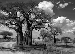 Baobab_trees