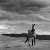 Horse_and_sky