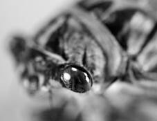 Cicada_1