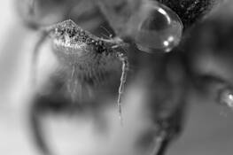 Cicada_2