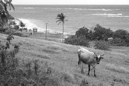 Vache_de_plage