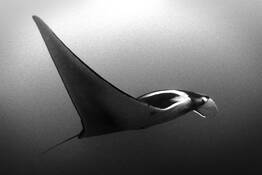 Manta_study_no__4