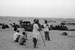 Camels_and_herdsmen