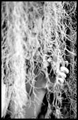 Heart_of_eve__cincinnati