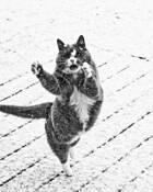 Chasing_snowflakes