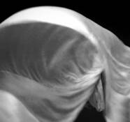 Blowing_linen_86