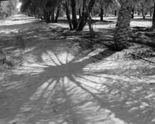 Plantation