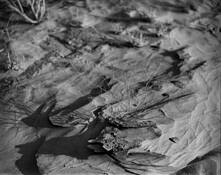 Desert_texture__2