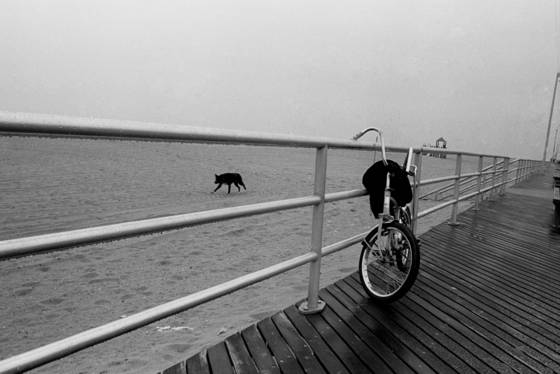 Fog_dog_bike